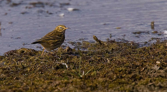 Meadow Pipit