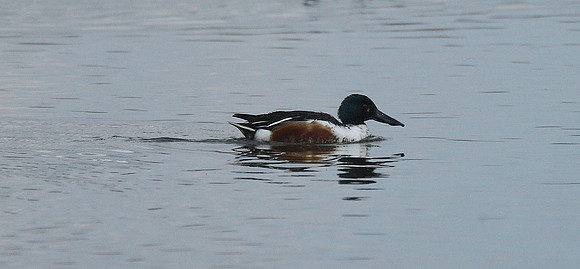 Shoveler