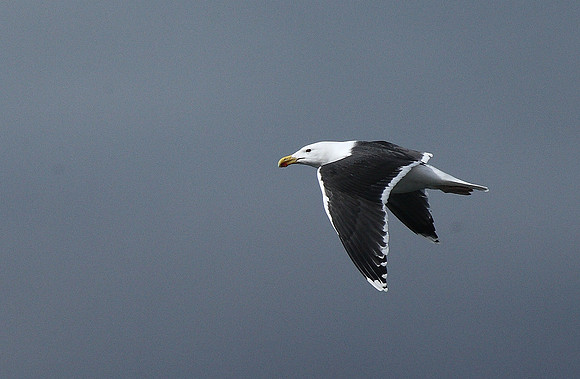 Great Black-backed Gull