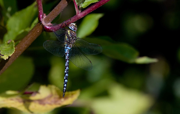 Migrant Hawker