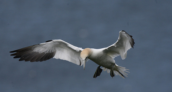 Gannet