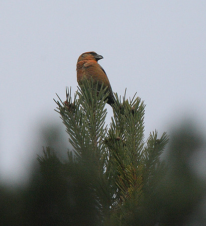 Scottish Crossbill