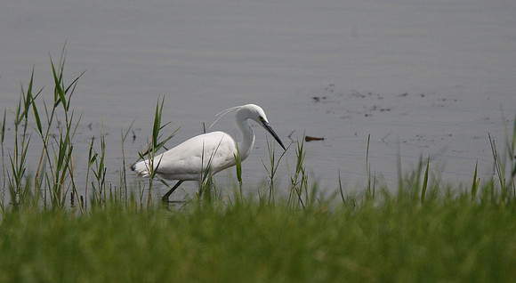 Little Egret