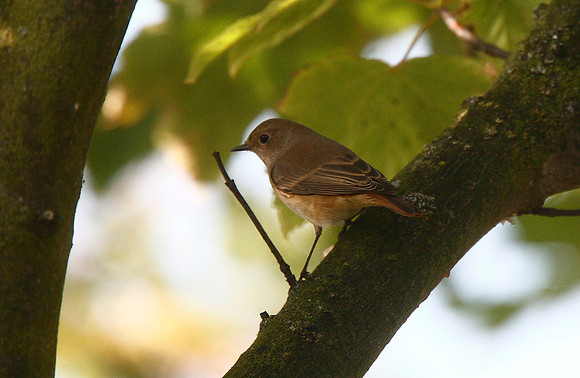 Redstart