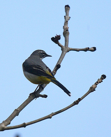 Grey Wagtail