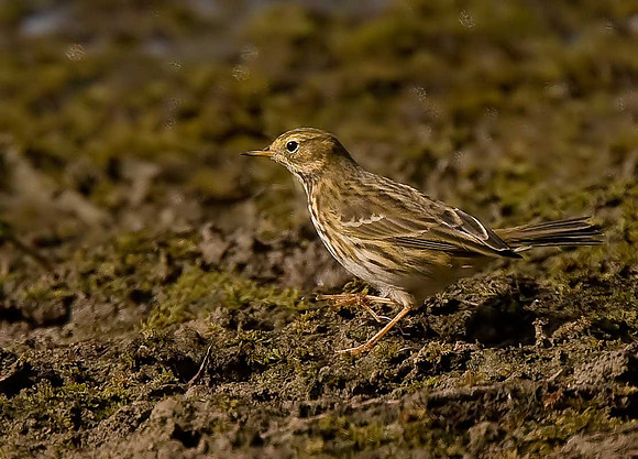 Meadow Pipit