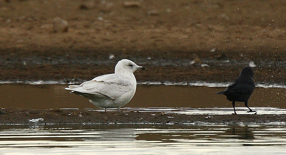 Iceland Gull