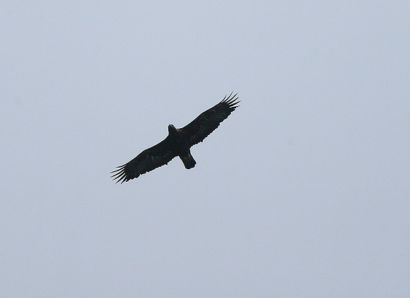 Buzzard