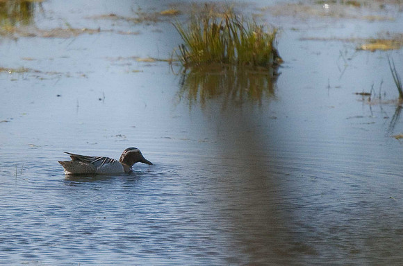 Garganey