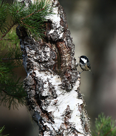 Coal Tit