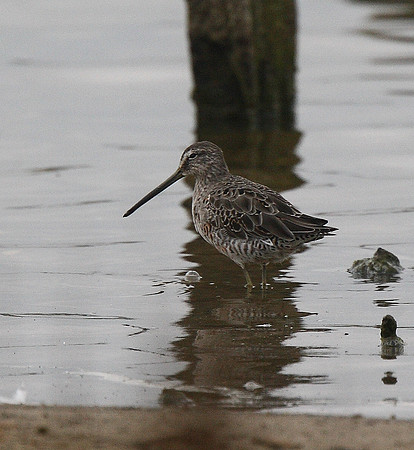 Long-billed Dowitcher