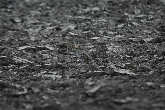 Grey Partridge