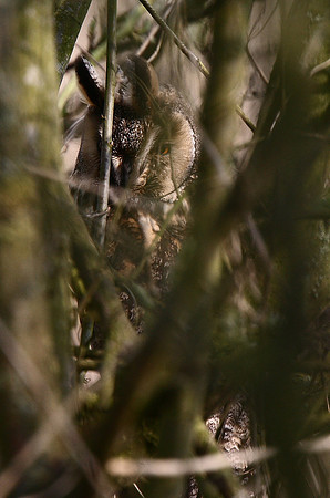 Long-eared Owl
