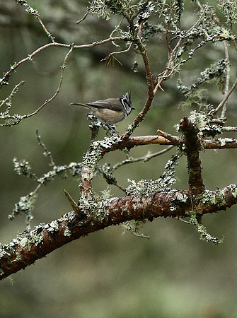 Crested Tit