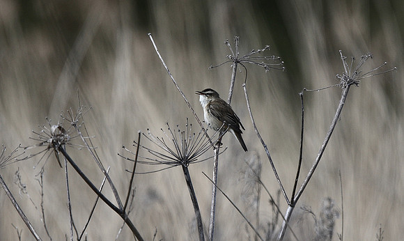 Sedge Warbler