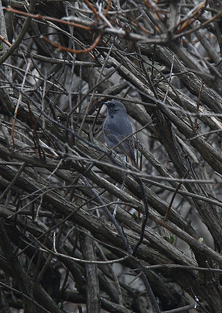 Black Redstart