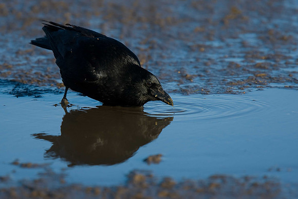 Crow
