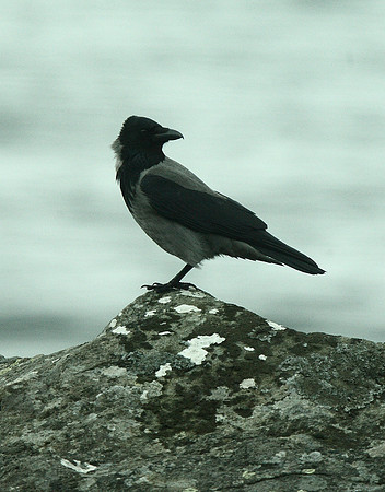 Hooded Crow