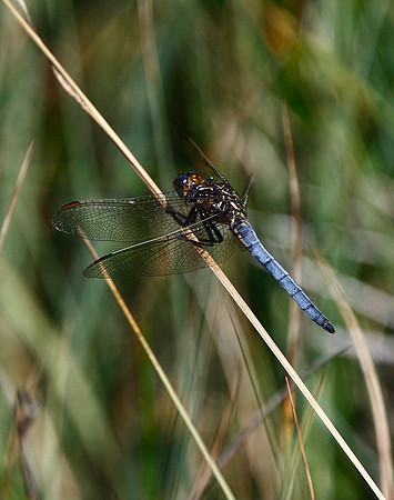 Black-tailed Skimmer