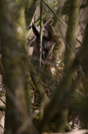 Long-eared Owl