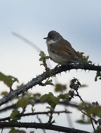 Whitethroat