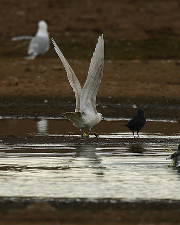 Iceland Gull