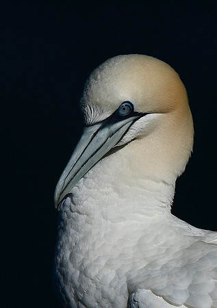 Gannet