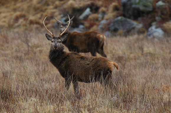 Red Deer