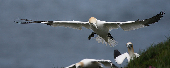 Gannet