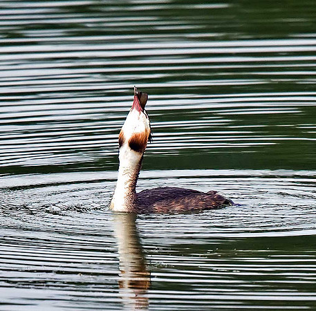 Great Crested Grebe