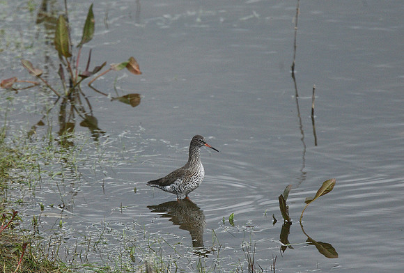 Redshank