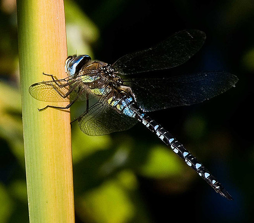 Migrant Hawker