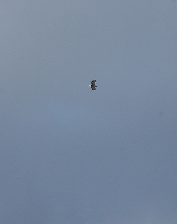 White-tailed Eagle
