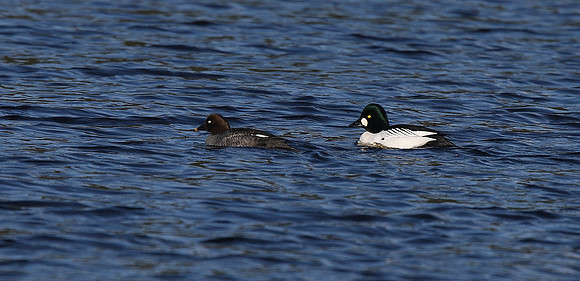 Goldeneye
