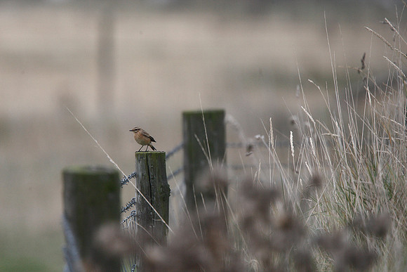 Whinchat