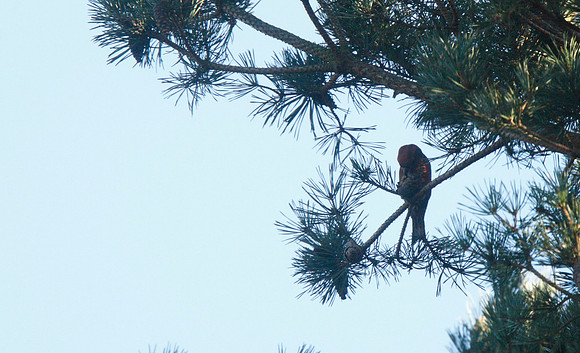 Parrot Crossbill