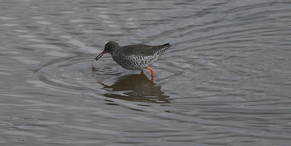 Redshank