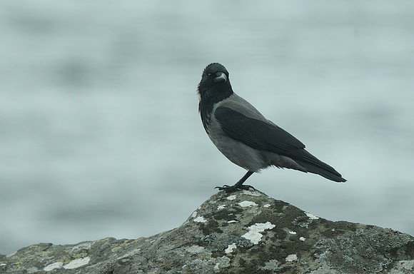 Hooded Crow