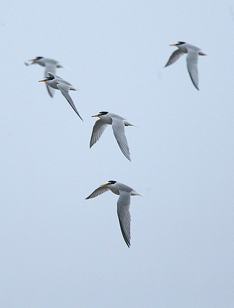Little Tern