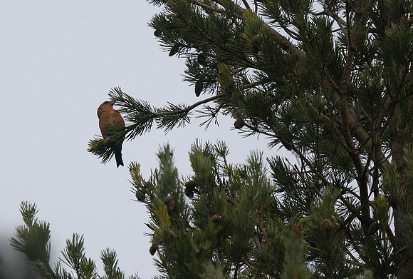 Scottish Crossbill