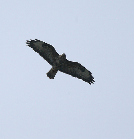 Buzzard