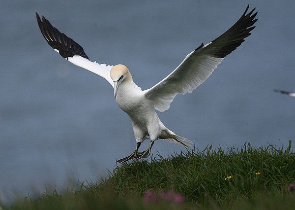 Gannet