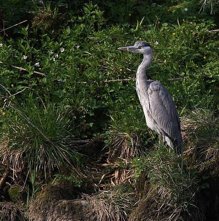 Heron