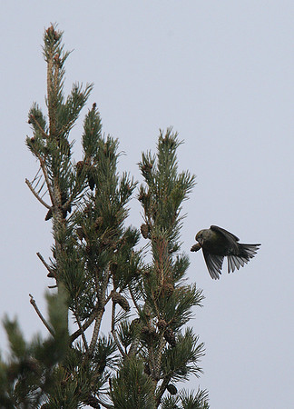 Scottish Crossbill