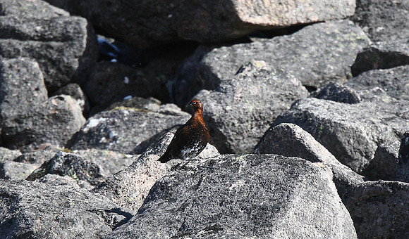 Red Grouse