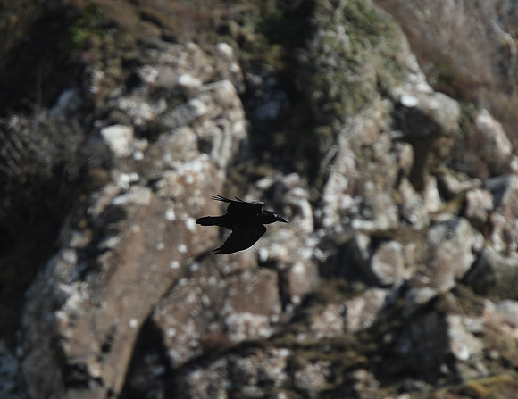 Raven