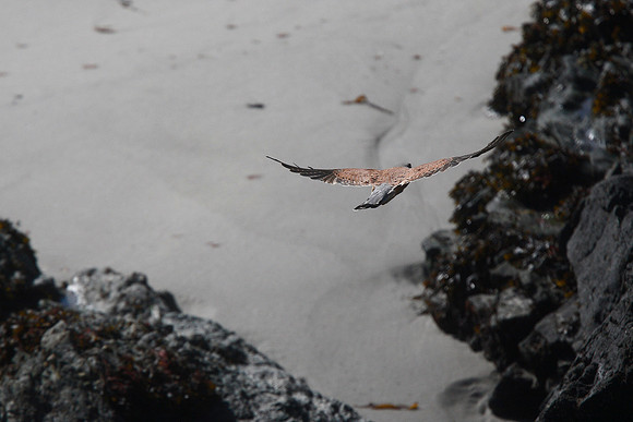 Kestrel