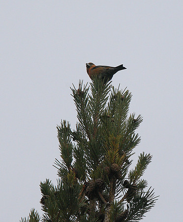 Scottish Crossbill