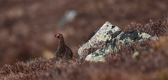 Red Grouse