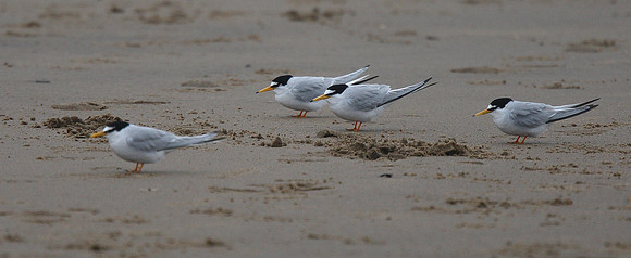 Little Tern